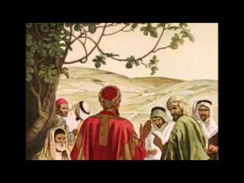 Os discípulos missionários e a vinha do Senhor