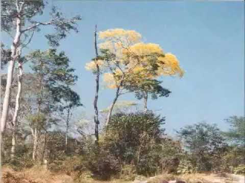 Enquanto a Primavera não chega   CD   Suave Brisa Divina